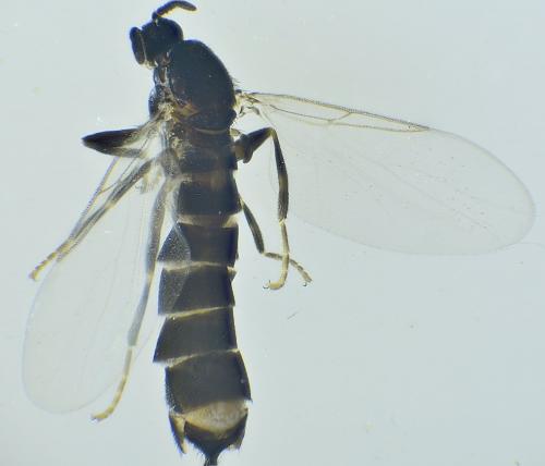 Réf. 291 547 : Coboldia fuscipes